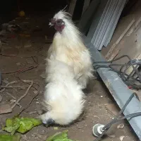 مرغ و خروس ابریشمی|حیوانات مزرعه|رشت, معلولین|دیوار