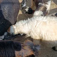 بره پروایی