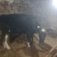 گاو گوساله نر