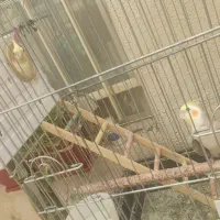 عروس هلندی مولد با جوجه