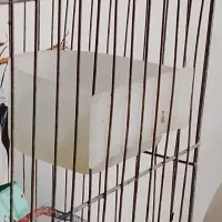 طوطی برزیلی فقط ۶۰۰تومان|پرنده|ماهدشت, |دیوار