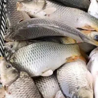 فروش بچه ماهی کپور و آمور|ماهی|ساری, |دیوار