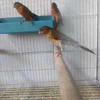 قناری سوخته بلند نر