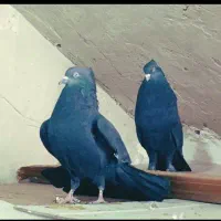 کبوتر پرشی|پرنده|نقده, |دیوار