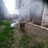 سگ پاکوتاه.|سگ|آمل, |دیوار