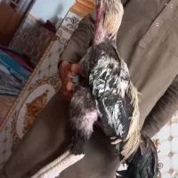 با سلام خروس اصل افغان