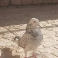 کبوتر شازده