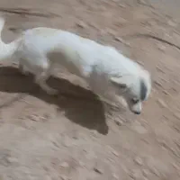 سگ پارمانین|سگ|خرمآباد, |دیوار