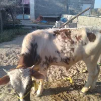 نر گاو|حیوانات مزرعه|قشم, |دیوار