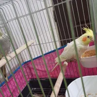 یک جفت عروس هلندی مولد