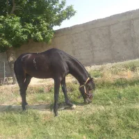 فروش اسب نریان ۴ ساله سواری عالی