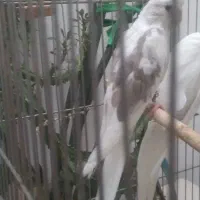 دو عدد عروس هلندی جوان البینو و ایزابلا