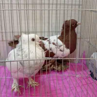 کبوترآس درجه یک|پرنده|فردیس, شهرک شهید حسینی|دیوار