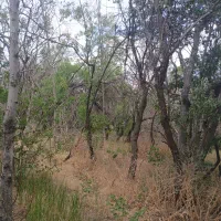 باغ-در-روستا