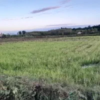 زمین کشاورزی ضیابر|فروش دفتر صنعتی، کشاورزی، تجاری|رشت, رشتیان|دیوار