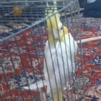 عروس هالندی