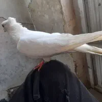 کبوتر خوبی هست.