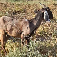 گوسفند فروشی