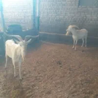 بز ،بزغاله نر سانن  برای نسل کشی|حیوانات مزرعه|رامند, |دیوار