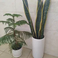 گل سانسوریا و کاج