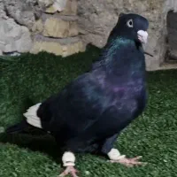 کفتر یا کبوتر درجه یک