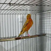 قناری نر مست|پرنده|مشکین‌دشت, |دیوار