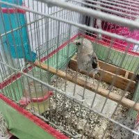 قناری|پرنده|برازجان, |دیوار