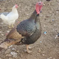 فروش یک عدد بوقلمون نر