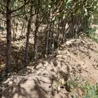 نهال بادام فقط ۷ هزار تومان|خدمات باغبانی و درختکاری|خسروشاه, |دیوار