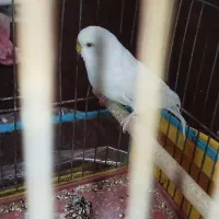 مرغ عشق آلبینو ماده