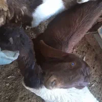 بزغاله|حیوانات مزرعه|سبزوار, قصبه غربی|دیوار