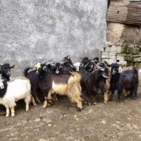 بز بزغاله بره میش