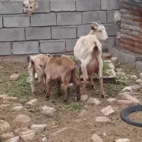 بز سانن با 2 بزغاله