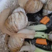 ۶عدد حلزون بسیار بزرگ تخم گذار