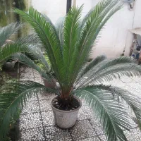 گل سیکاس داخل گلدان