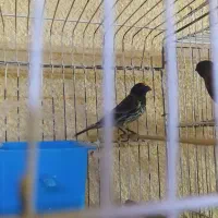 پرنده