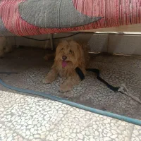 واگذاری سگ بازیگوش فی ۲۵۰۰