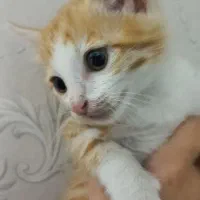 بچه گربه واگذاری رایگان