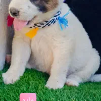 تعدادی توله های نر ماده آماده ارسال|سگ|تهران, آشتیانی|دیوار