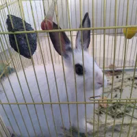 خرگوش شیطون بامزه با غذاش ۱۵۰ تومن