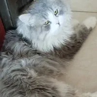 گربه پرشین بریتیش نر آماده جفت‌گیری