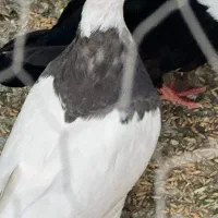 طوقی سو قدیم|پرنده|شاهین‌شهر, حافظ شمالی|دیوار