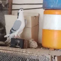 کبوتر سینه دم پاک دستگردی