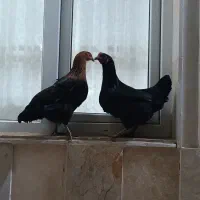 فروش یا معاوضه مرغ و خروس با یک عدد بوقلمون