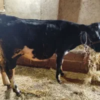 گوساله ماده هلشتاین آمریکایی ده ماهه|حیوانات مزرعه|تالش, جوکندان|دیوار