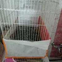 3عددقفس پرنده
