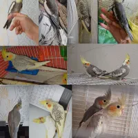 خریدار عروس هلندی شما فروشی هم موجوده