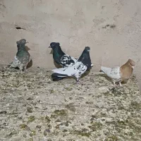 کبوتر رنگی|پرنده|پیر بکران, |دیوار