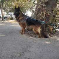 ژرمن شولاین ماده مو بلند|سگ|تهران, شهرک دریا|دیوار