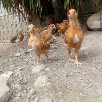 جوجه محلی